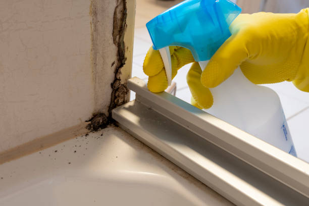 Home Mold Removal in Danbury, TX